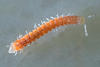 Sphaeroparia